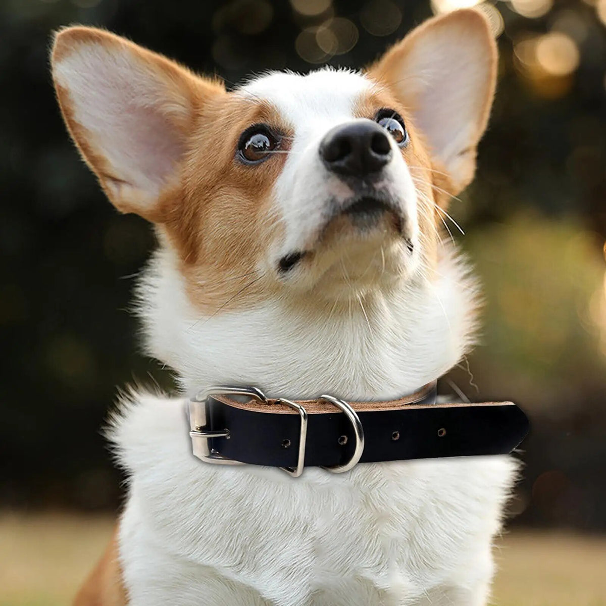 Adjustable Dog Collar