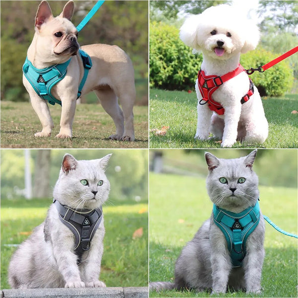 Harness and Leash Set